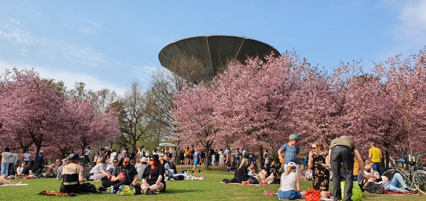 Cherry Blossom in&nbsp;Finland