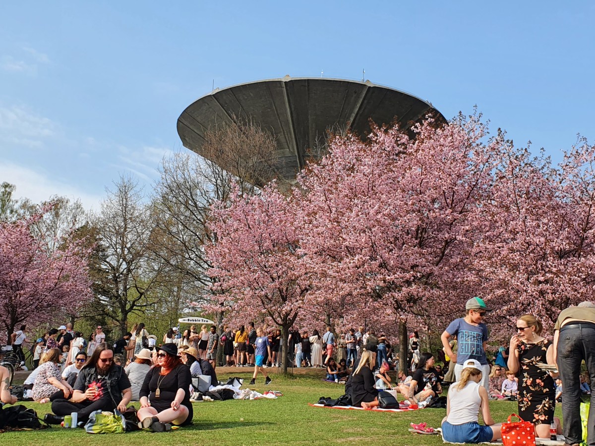 Cherry Blossom in&nbsp;Finland